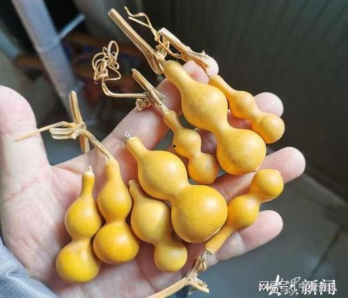 葫芦最新爆料,揭秘神秘事件背后的惊人真相 第1张 葫芦最新爆料,揭秘神秘事件背后的惊人真相 第1张